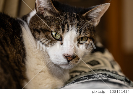 見つめる猫 キジトラ猫 見つめる猫 キジトラ猫 138151434