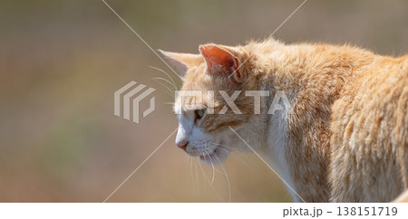 見つめる可愛い野良猫 138151719