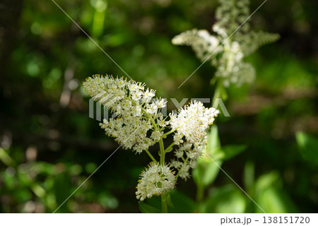白い花を咲かす高山植物　　コバイケイソウ 138151720