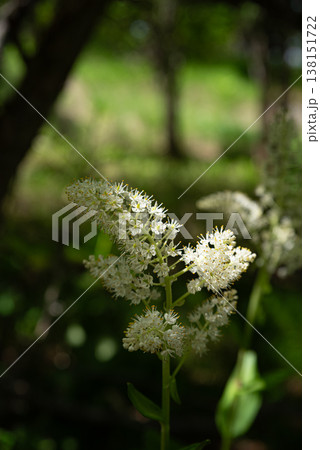 白い花を咲かす高山植物 コバイケイソウ 白い花を咲かす高山植物 コバイケイソウ 138151722