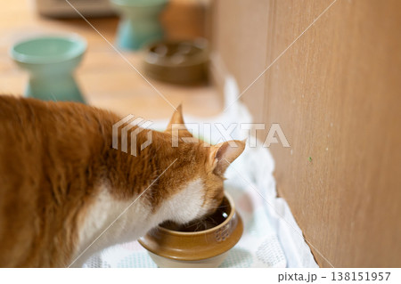 水を飲む飼い猫　茶トラ白 138151957