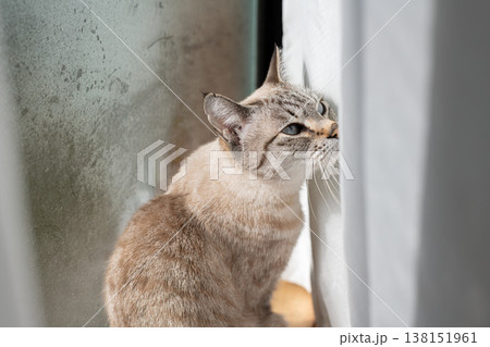 見つめる猫 シャムトラ猫 見つめる猫 シャムトラ猫 138151961