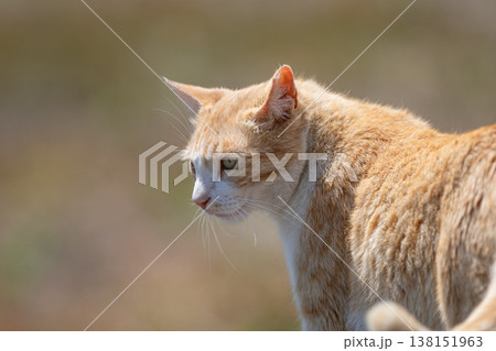 見つめる可愛い野良猫 138151963