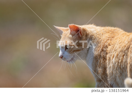 見つめる可愛い野良猫 見つめる可愛い野良猫 138151964