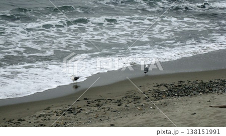 白波の打ち寄せる砂浜に居たウミネコのペア 138151991