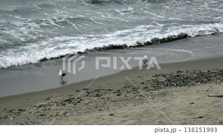 白波の打ち寄せる砂浜に居たウミネコのペア 138151993