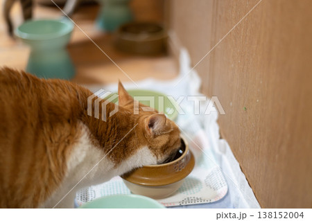 水を飲む飼い猫　茶トラ白 138152004