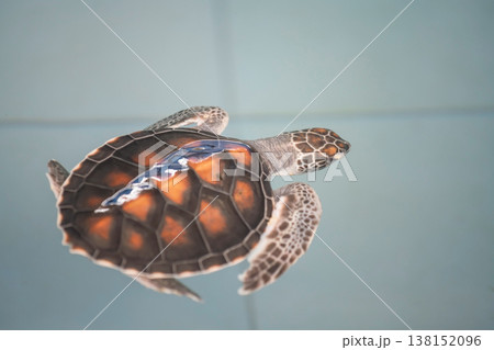 Little sea turtle float on tank at Ko Man Nai, Rayong, Thailand 138152096