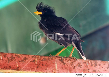 Great myna  Asian Glossy Starling black bird on zinc roof 138152099