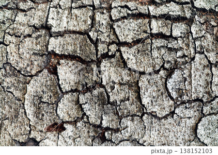 Cracked tree trunk bark surface for textured background Cracked tree trunk bark surface for textured background 138152103