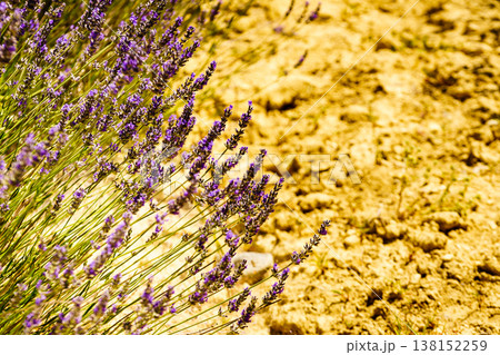 Lavender field in bloom in Provence France 138152259