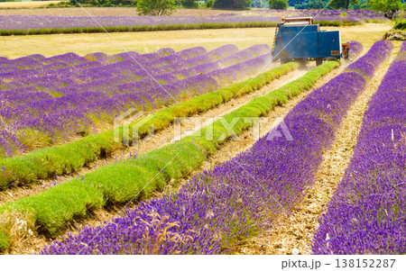 Tractor working on lavender field. Harvest time Tractor working on lavender field. Harvest time 138152287