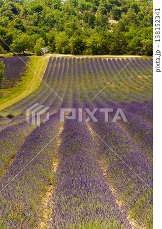 Summer landscape with lavender fields, France 138152341