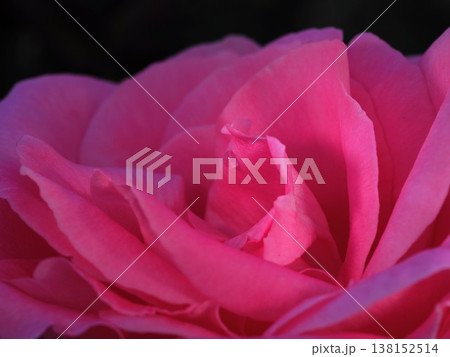水滴が輝くピンクのバラのアップ 138152514