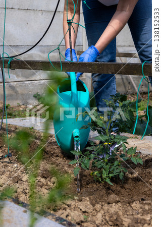 Person wearing blue gloves carefully watering a small green tomato plant with a turquoise watering can, hydrating the dry soil in a home garden during spring 138152533