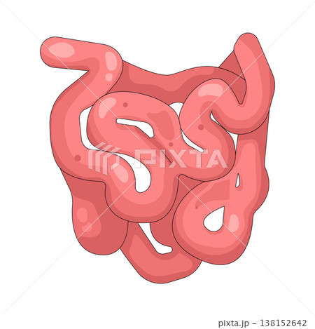 Illustration of human intestines Illustration of human intestines 138152642