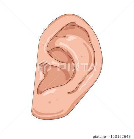 Illustration of human ear 138152648