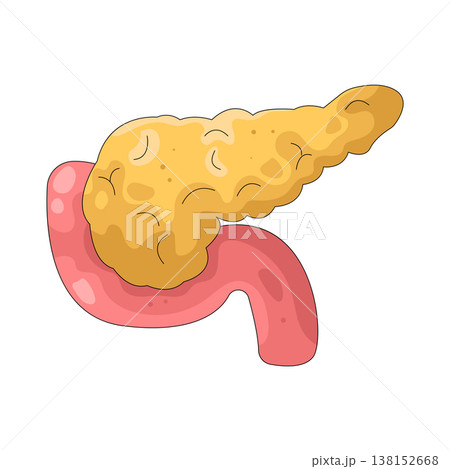 Illustration of human pancreas 138152668