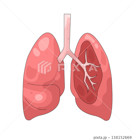 Illustration of human lungs Illustration of human lungs 138152669