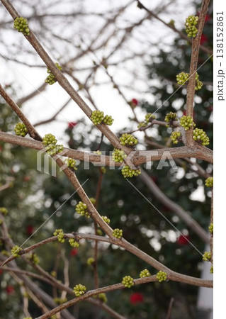 芽吹いたばかりのハナズオウの花芽・2026年3月 芽吹いたばかりのハナズオウの花芽・2026年3月 138152861