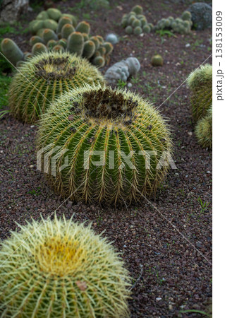Golden barrel cacti thriving in a desert botanical garden setting, showcasing their spherical form, ribbed structure, and sharp yellow spines on dark volcanic soil Golden barrel cacti thriving in a desert botanical garden setting, showcasing their spherical form, ribbed structure, and sharp yellow spines on dark volcanic soil 138153009