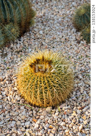 Golden barrel cactus growing in a desert botanical garden, displaying vibrant yellow spines and robust spherical form on a bed of gravel, representing resilience and arid beauty Golden barrel cactus growing in a desert botanical garden, displaying vibrant yellow spines and robust spherical form on a bed of gravel, representing resilience and arid beauty 138153024