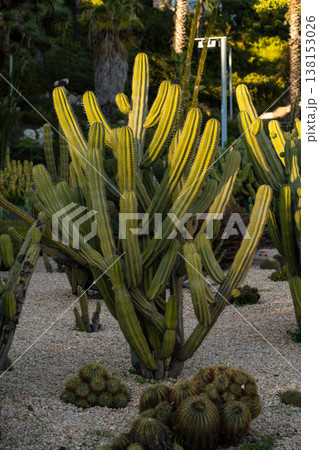Columnar desert cactus thriving in warm golden hour light, reflecting natural flora resilience and arid garden beauty among various succulents and gravel ground 138153026