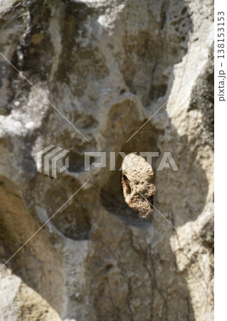 高池の虫喰岩(国指定の天然記念物) 高池の虫喰岩(国指定の天然記念物) 138153153