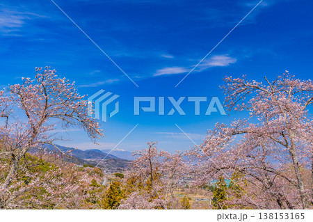 （山梨県）桜満開の大法師公園から、遥か八ヶ岳連峰を望む 138153165