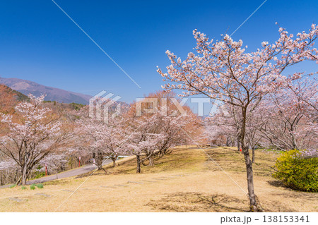 （山梨県）大法師公園桜祭り　満開の桜 138153341