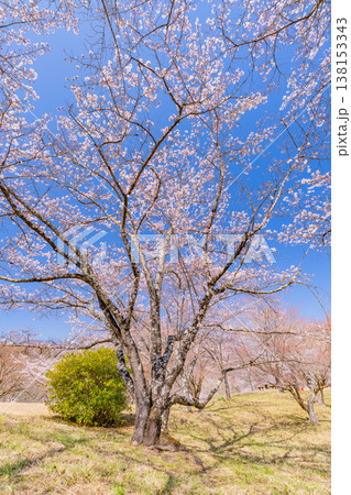 （山梨県）大法師公園桜祭り　満開の桜 138153343
