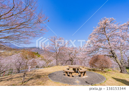 (山梨県)大法師公園桜祭り 満開の桜 (山梨県)大法師公園桜祭り 満開の桜 138153344