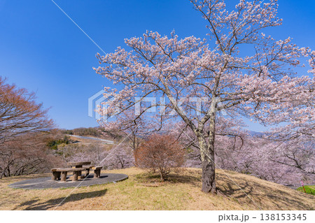 (山梨県)大法師公園桜祭り 満開の桜 (山梨県)大法師公園桜祭り 満開の桜 138153345