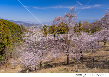 （山梨県）大法師公園桜祭り　満開の桜 138153350