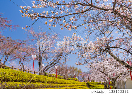 （山梨県）大法師公園桜祭り　満開の桜 138153351