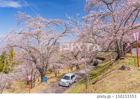(山梨県)大法師公園桜祭り 満開の桜 (山梨県)大法師公園桜祭り 満開の桜 138153353