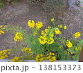 春の訪れを告げる菜の花 138153373