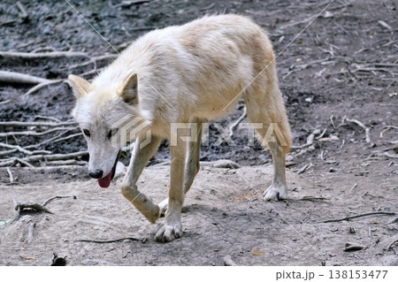 狼犬(ウルフドッグ) 狼犬(ウルフドッグ) 138153477
