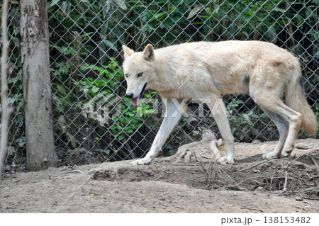 狼犬(ウルフドッグ) 138153482