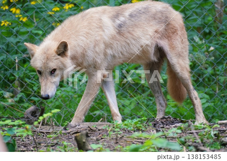 狼犬(ウルフドッグ) 138153485