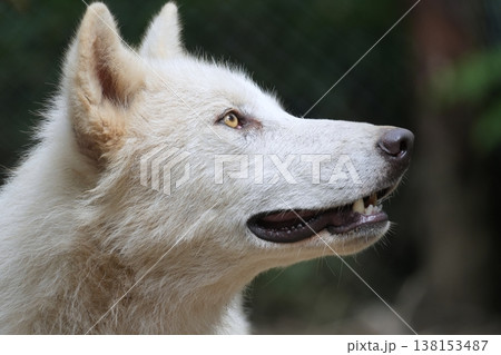 狼犬(ウルフドッグ) 138153487