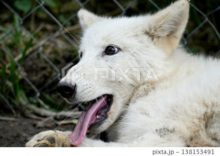 狼犬(ウルフドッグ) 138153491