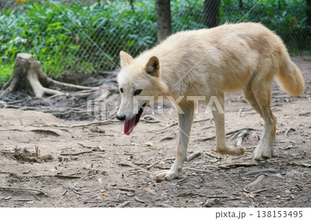 狼犬(ウルフドッグ) 138153495