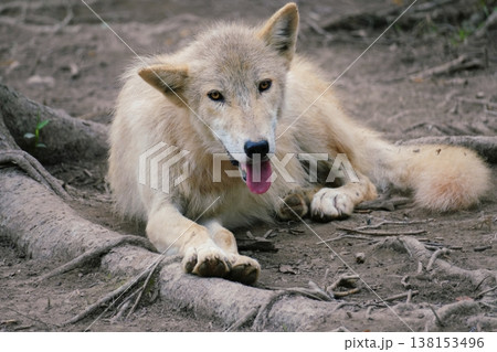 狼犬(ウルフドッグ) 狼犬(ウルフドッグ) 138153496