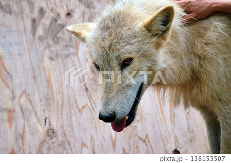 狼犬(ウルフドッグ) 狼犬(ウルフドッグ) 138153507