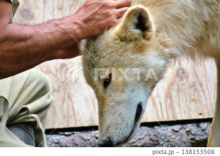 狼犬(ウルフドッグ) 狼犬(ウルフドッグ) 138153508