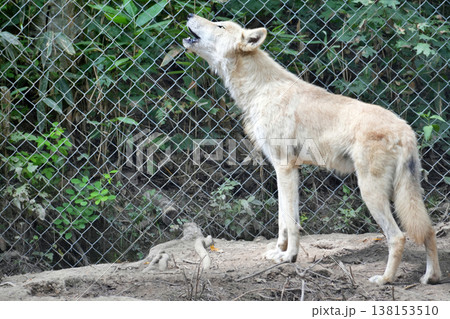 狼犬(ウルフドッグ) 138153510