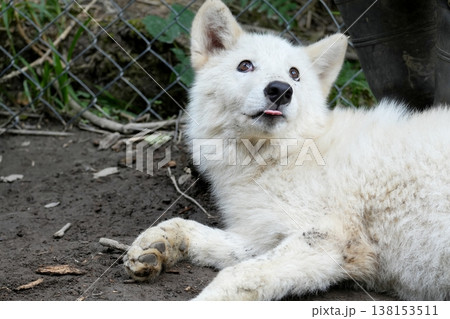 狼犬(ウルフドッグ) 138153511