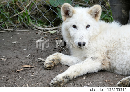 狼犬(ウルフドッグ) 狼犬(ウルフドッグ) 138153512
