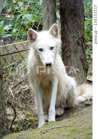 狼犬(ウルフドッグ) 狼犬(ウルフドッグ) 138153517